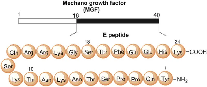 Mechano Growth Factor (MGF) Sequence